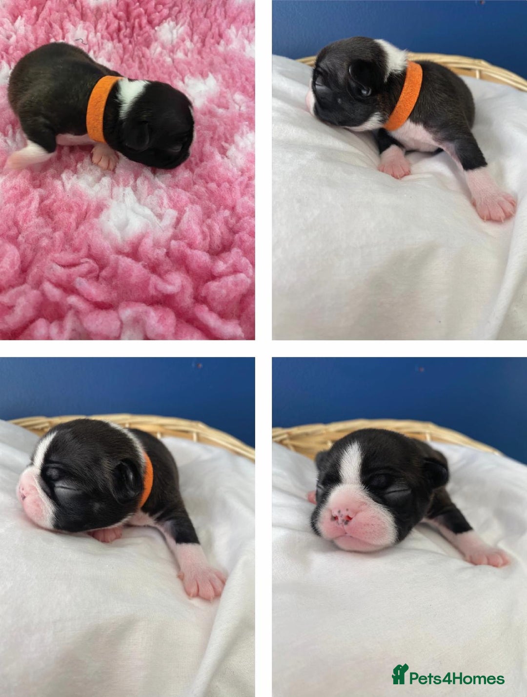 Boston Terrier dogs for sale:  🩷 KC reg gorgeous Boston terrier puppies  💙 - Image 6