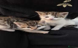 Mixed Breed cats for sale: 6 beautiful kittens (3 male, 3 females) for sale - Image 3