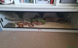 Corn Snake reptiles for sale: Corn Snake For Sale - Image 6