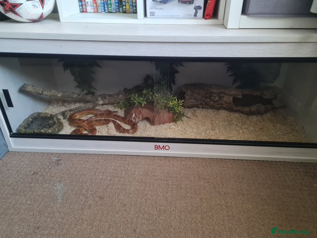 Corn Snake reptiles for sale: Corn Snake For Sale - Image 6