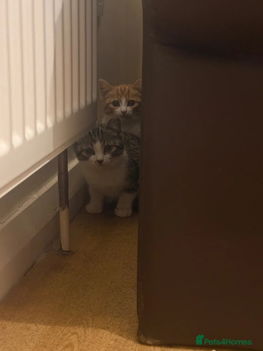 Mixed Breed cats for sale: 2 male kittens Left in Dudley - Advert 2