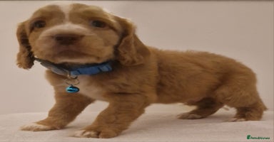 Cocker Spaniel dogs - Advert 4