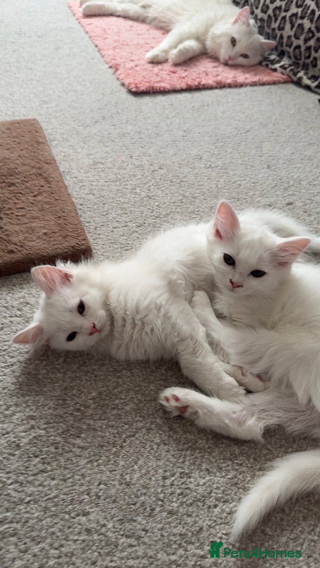 Persian cats for sale: Fluffy indoor kittens-Persian&Main Coon cross  - Image 21