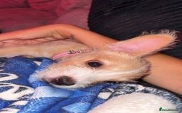 Mixed Breed dogs for sale: Rumi (French bulldog/cockpoo mix breed - Image 3