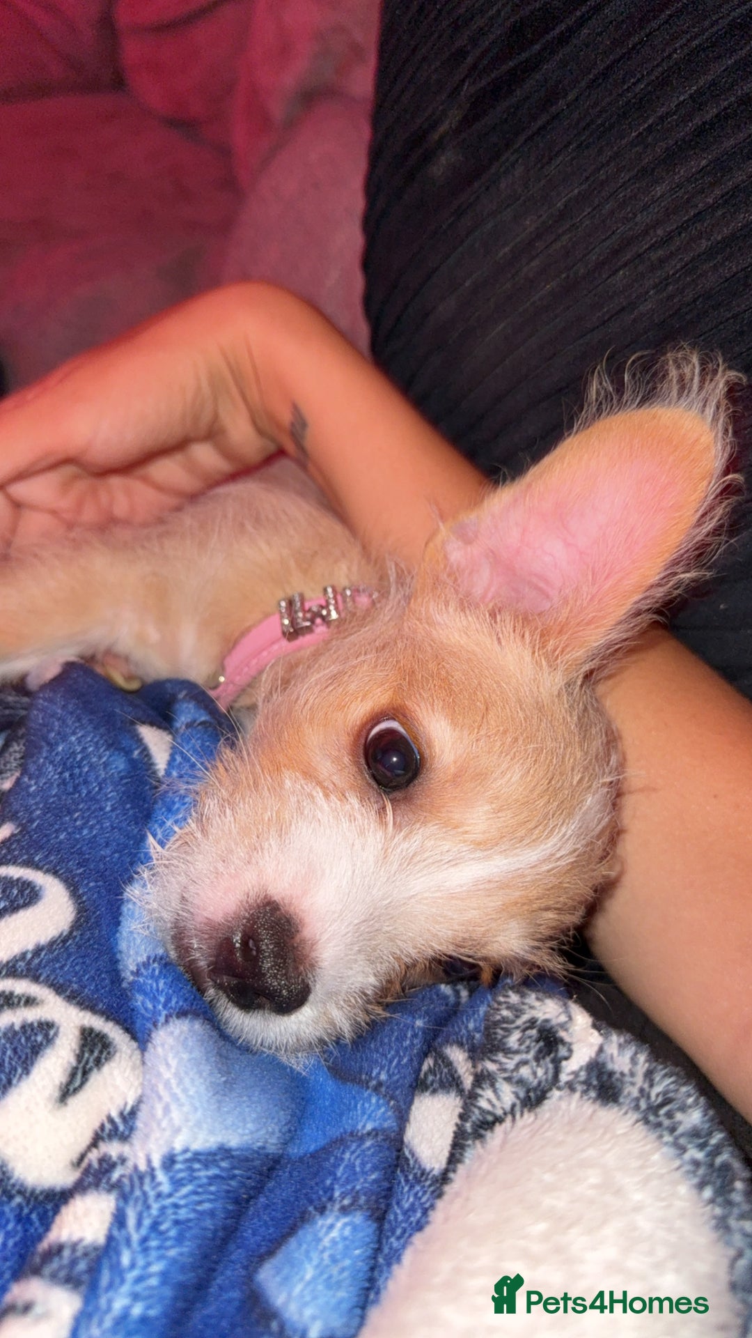 Mixed Breed dogs for sale: Rumi (French bulldog/cockpoo mix breed - Image 3