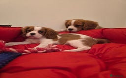 Cavalier King Charles Spaniel dogs for sale: Beautiful Cavalier King Charles Puppies - Image 13