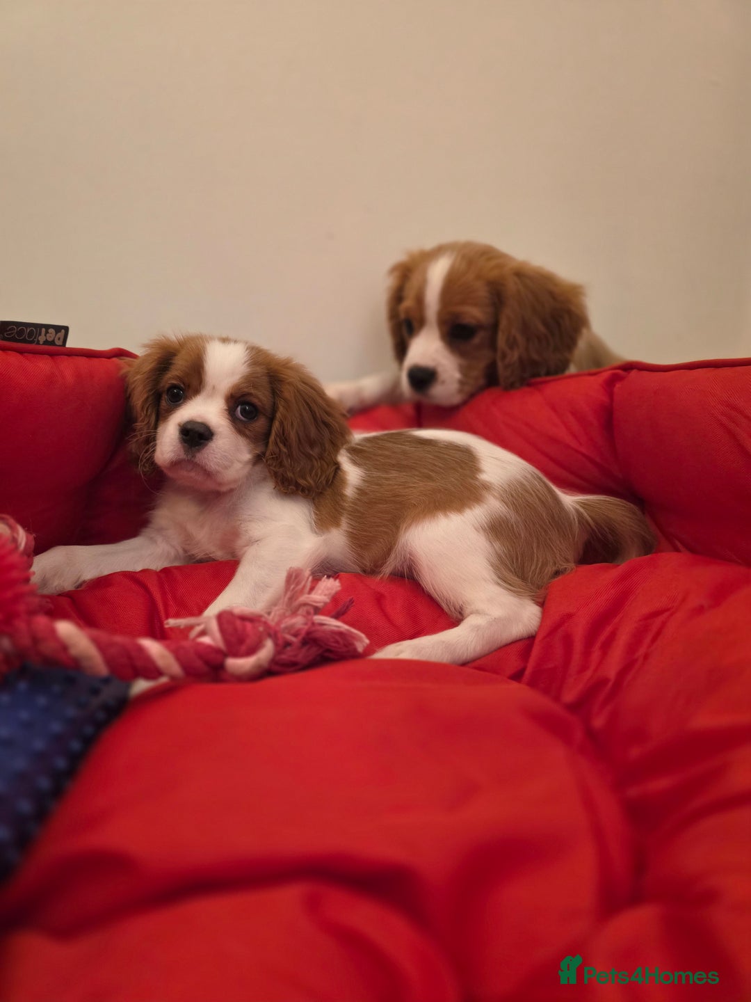 Cavalier King Charles Spaniel dogs for sale: Beautiful Cavalier King Charles Puppies - Image 13