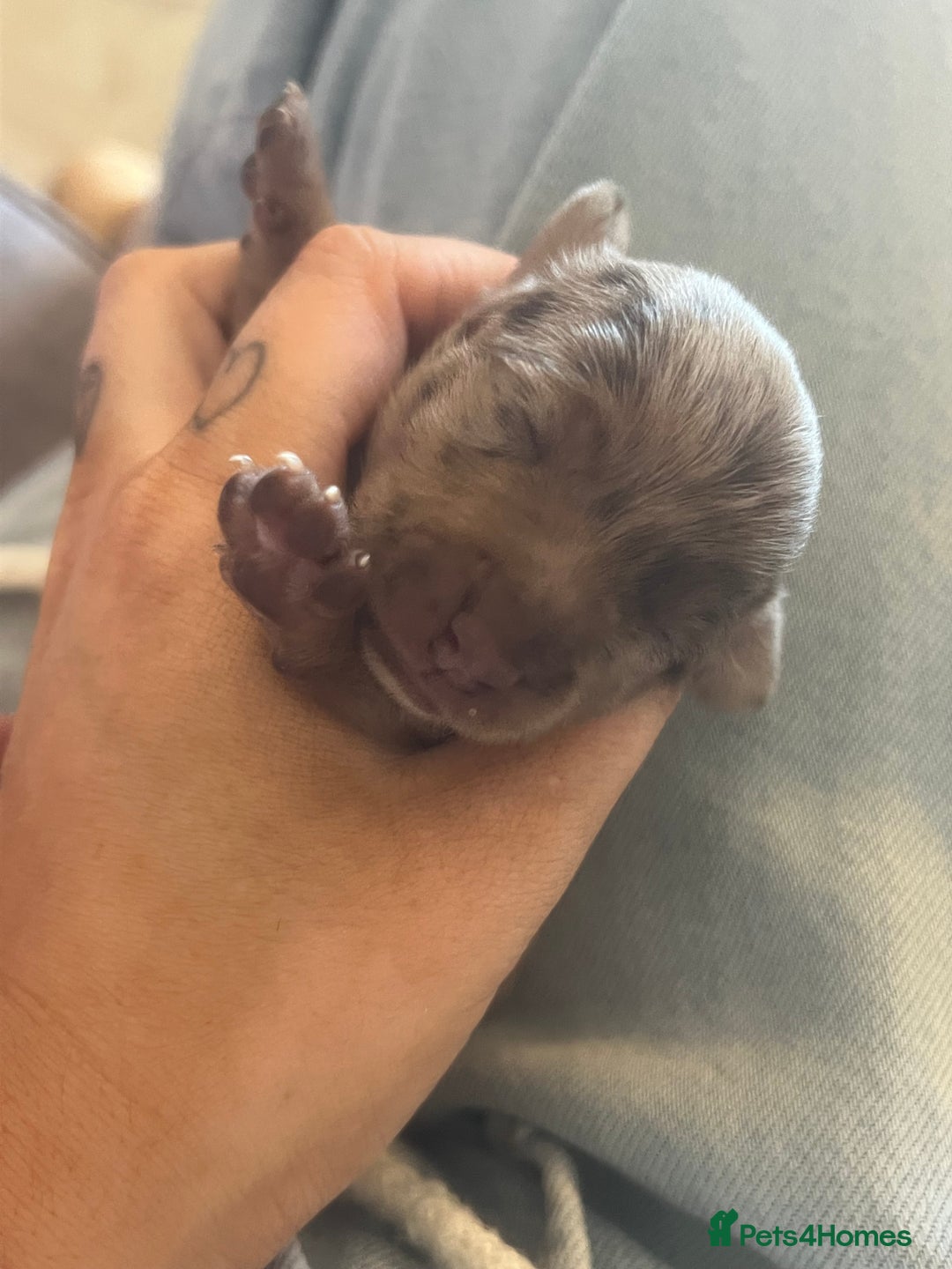 Mixed Breed dogs for sale: LAST GIRL 🩷 daxipoo - Advert 22