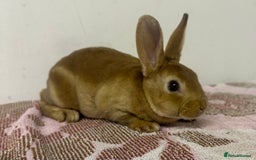 Rex rabbits for sale: Stunning mini Rex babies - Image 7