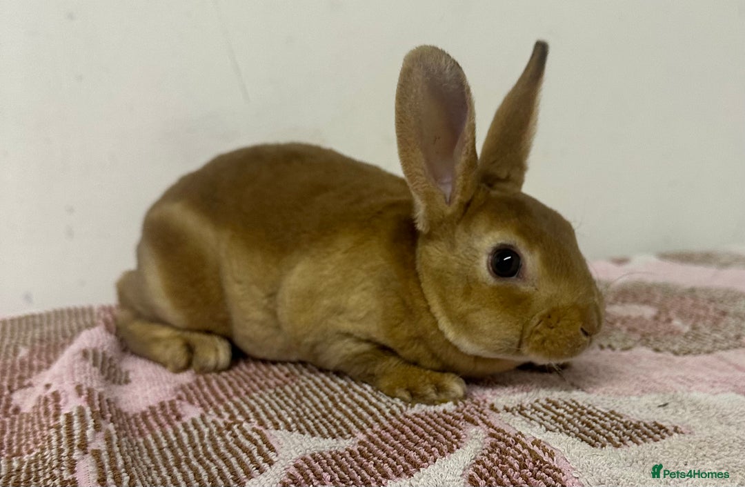 Rex rabbits for sale: Stunning mini Rex babies - Image 7