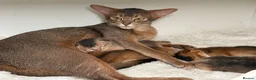 Abyssinian cats for sale:     Gorgeous kittens from champion parents 😽 - Advert 13