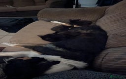 Mixed Breed cats for sale: Mixed breed , Maine coon x rag doll x local tom ! - Image 10