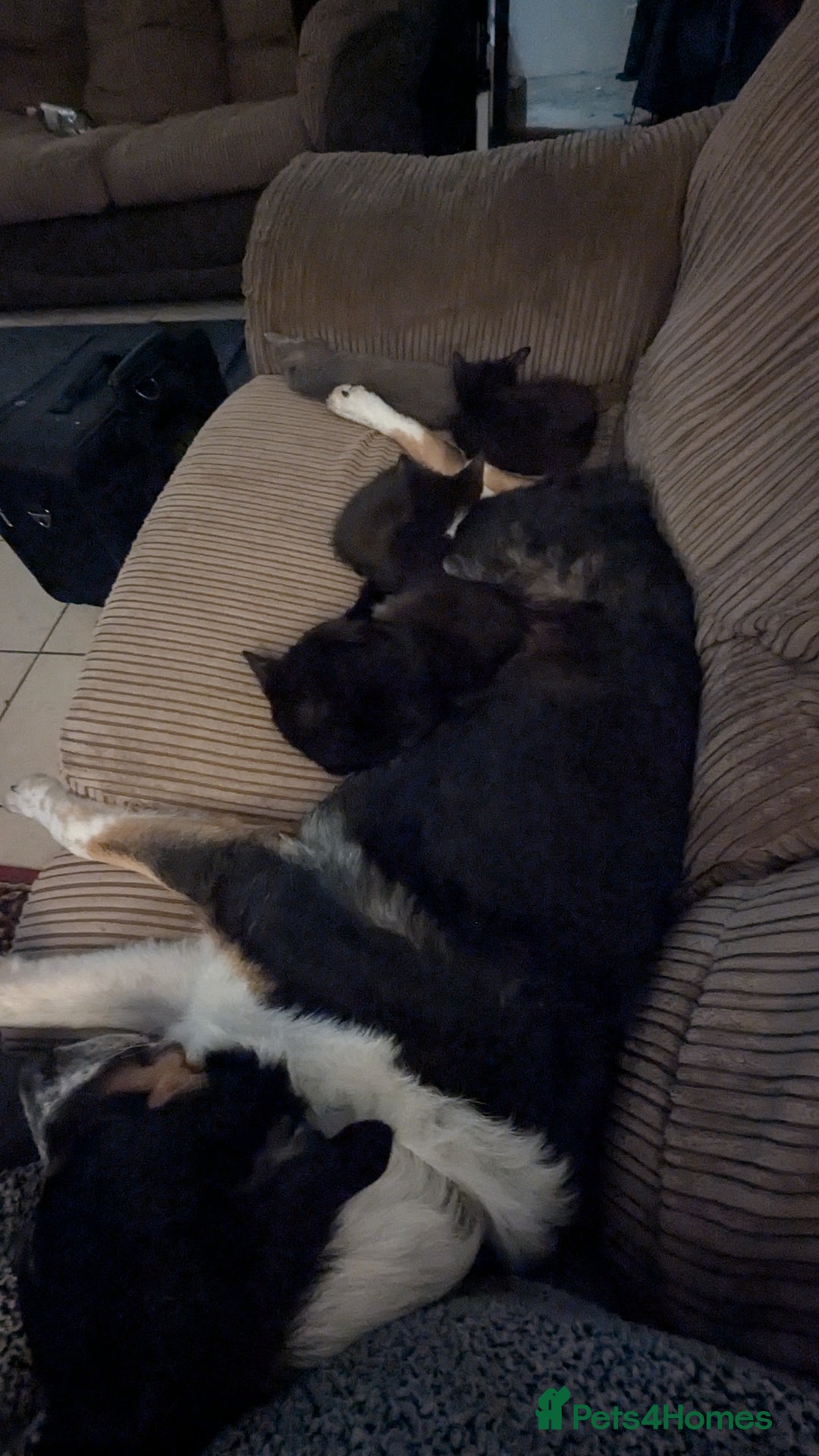 Mixed Breed cats for sale: Mixed breed , Maine coon x rag doll x local tom ! - Image 10