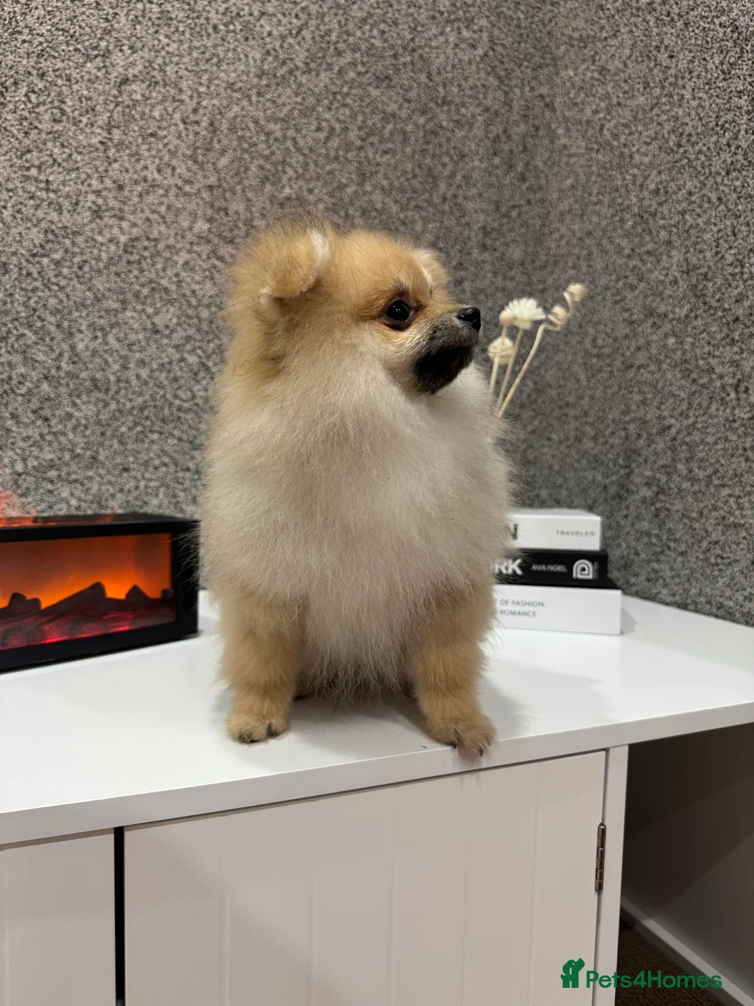 Pomeranian dogs for sale: KC registered boy! - Advert 4