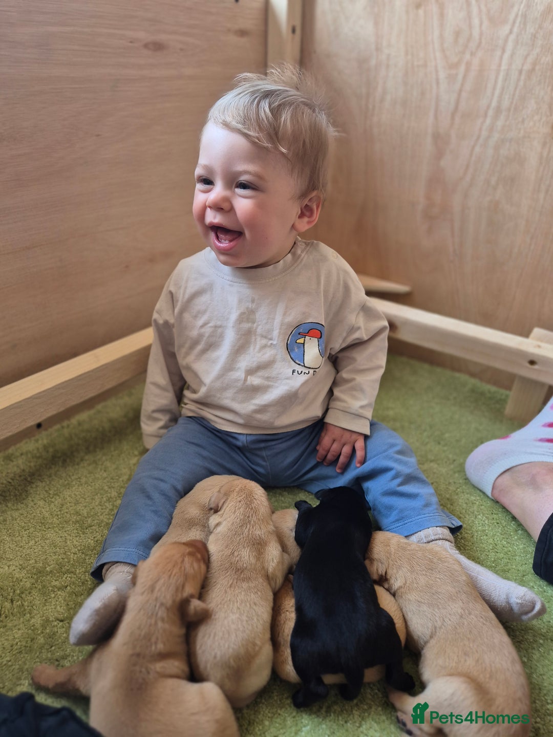 Labrador Retriever dogs for sale: Labrador 2 x boys left FTW Drakeshead Flycatcher   in Blackpool - Image 17