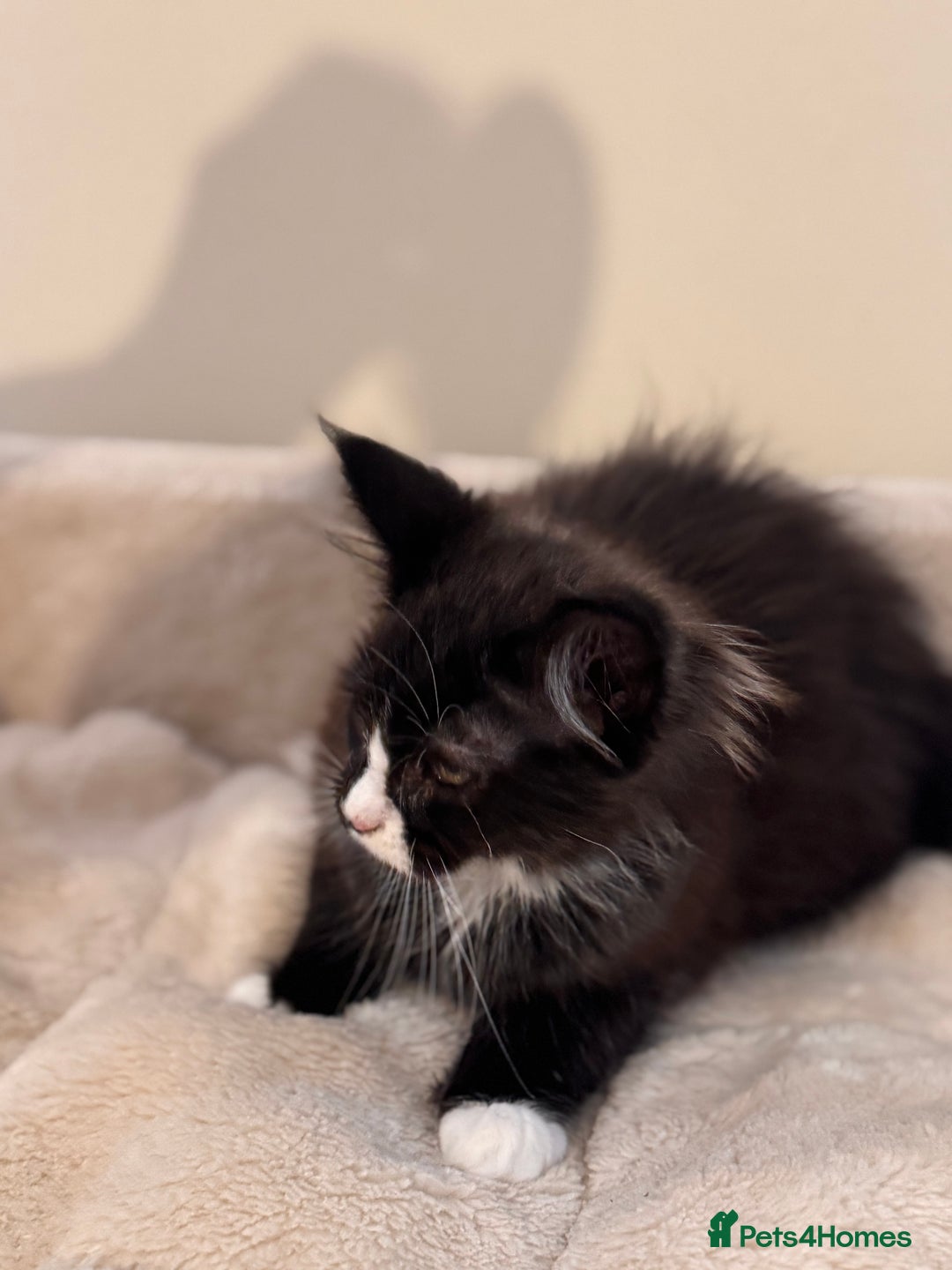 Maine Coon cats for sale: Gorgeous Maine Coon Girl by Gr. Champions For Sale - Advert 7