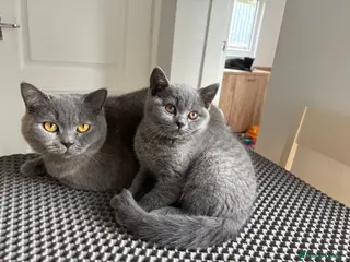 British Shorthair cats Ready NOW !🫶BLUE FEMALE GIRL GCCF registered 😻 - Advert 5