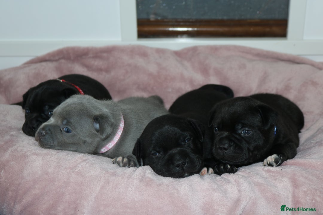 Staffordshire Bull Terrier dogs for sale: KC Reg Staff Pups Blue/Black, Champion Blood Lines - Image 18