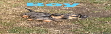 Chiweenie 1