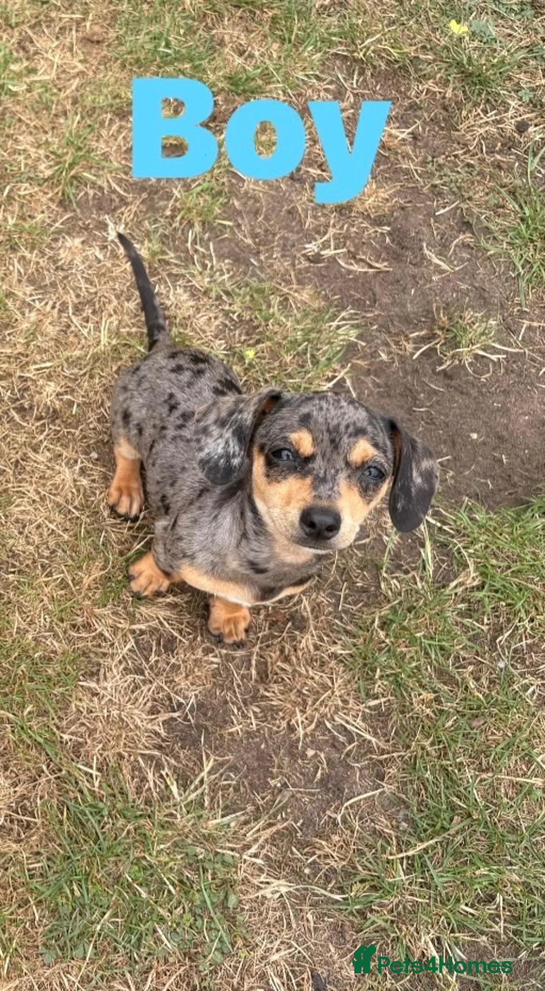 Chiweenie dogs for sale: Gorgeous Chiweenie puppies for sale - Advert 2