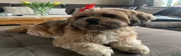 Lhasa Apso dogs for sale: Lhasa Apso boy  - Advert 3