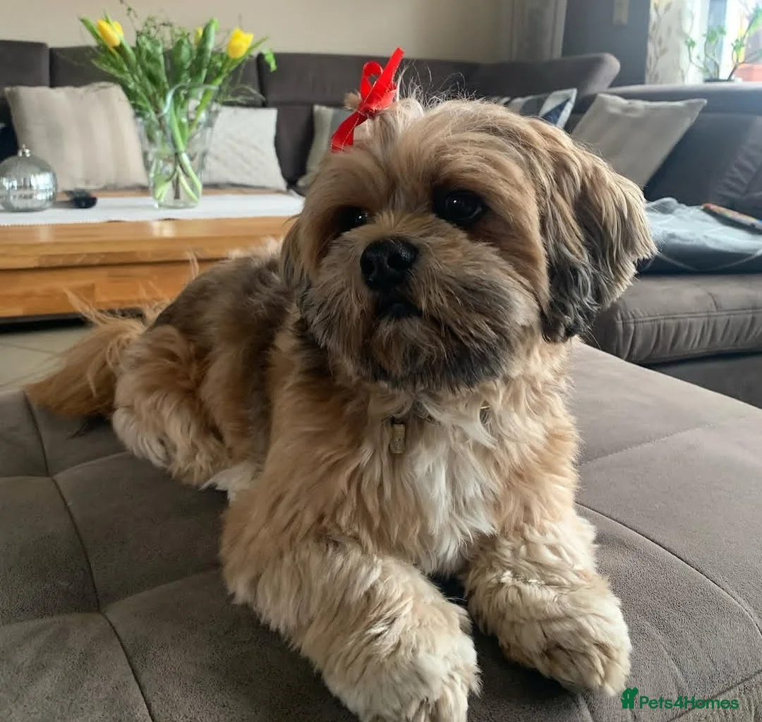 Lhasa Apso dogs for sale: Lhasa Apso boy  - Advert 3