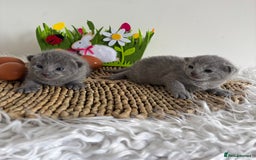 Russian Blue cats for sale: TICA pedigree Russian blue kittens 🐱  - Image 6