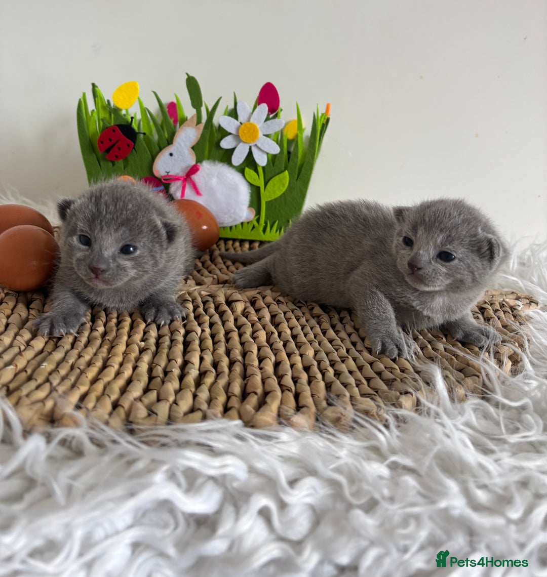Russian Blue cats for sale: TICA pedigree Russian blue kittens 🐱  - Image 6