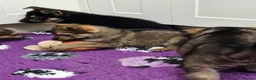 German Shepherd dogs for sale: KC Registered & Health Tested Working Line Puppies - Advert 17