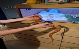 Corn Snake reptiles for sale: 6 yr old corn snake & 4ft Vivarium & accessories  - Advert 4