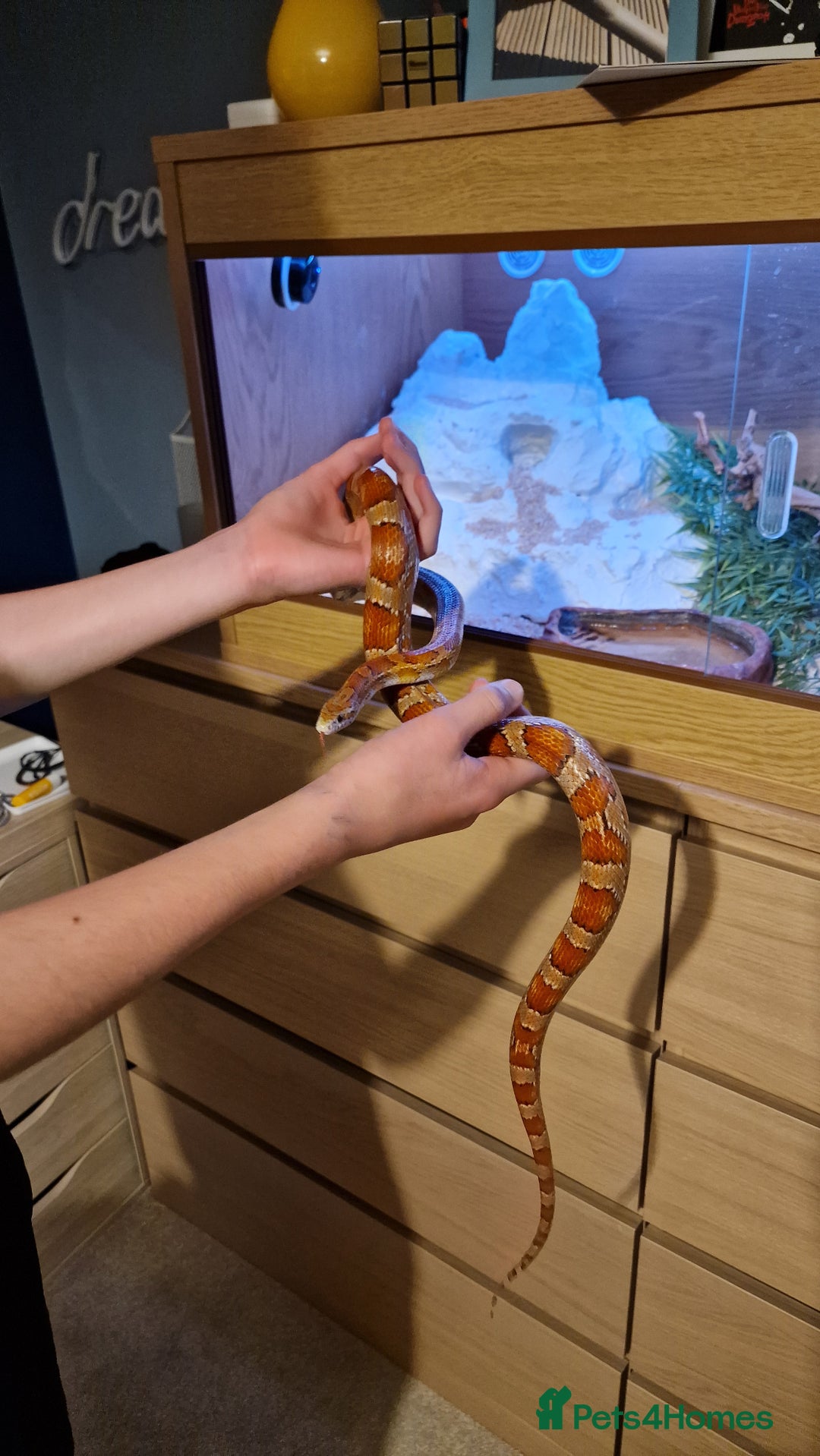 Corn Snake reptiles for sale: 6 yr old corn snake & 4ft Vivarium & accessories  - Advert 4