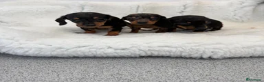 Miniature Dachshund 4