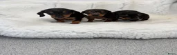 Miniature Dachshund dogs for sale: beautiful minature dapple dachshund puppies  in Pulborough - Advert 12