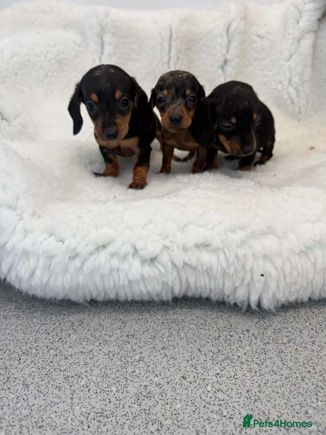Miniature Dachshund dogs for sale: beautiful minature dapple dachshund puppies  in Pulborough - Advert 12