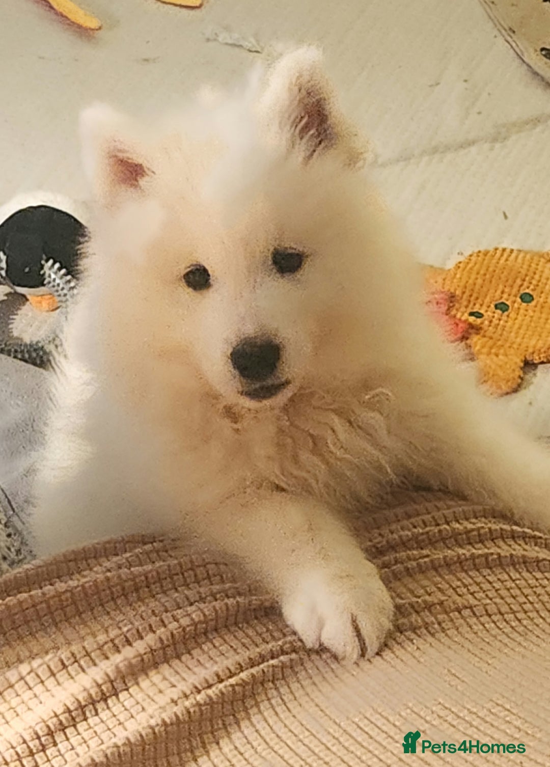 Samoyed dogs for sale: Female Chunky Pedigree Samoyeds Avaliable  - Advert 3