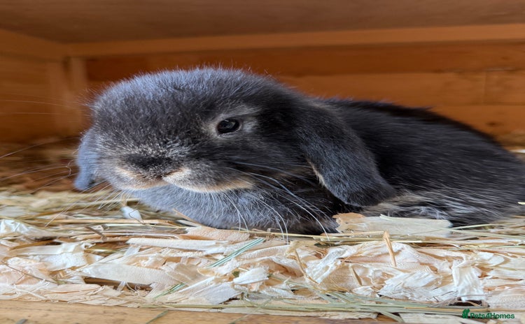 Mini Lop rabbits - Advert 4