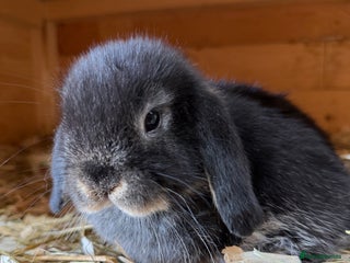 Mini Lop rabbits - Advert 15
