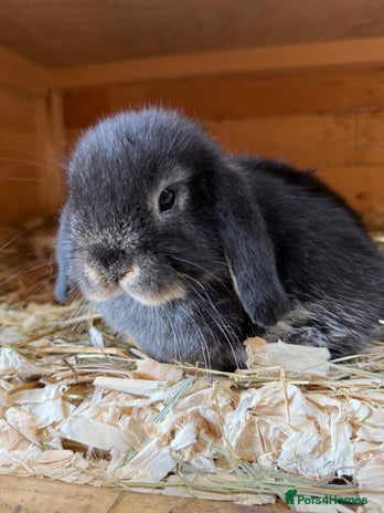 Mini Lop rabbits - Advert 1