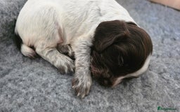 Cocker Spaniel dogs for sale: 🐾 Working Cocker Spaniel Puppies for Sale £800  - Image 10