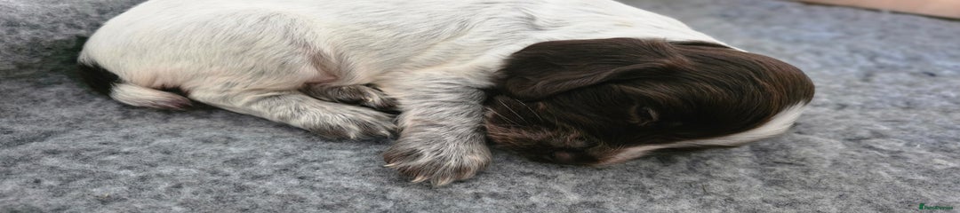 Liver and white Roan Cocker Spaniel Puppy 3