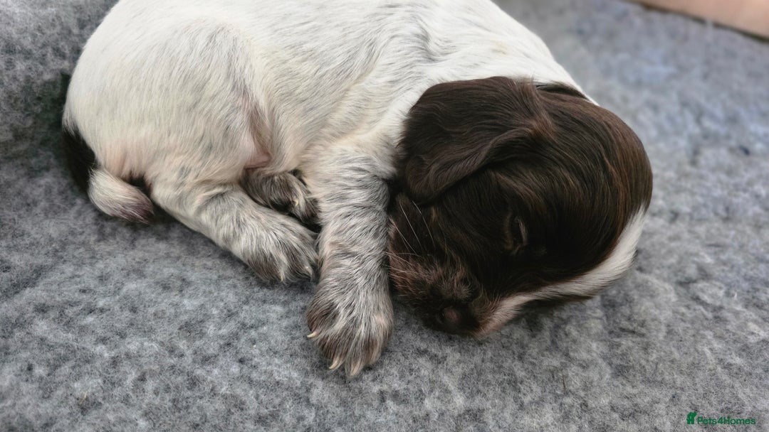 Cocker Spaniel dogs for sale: 🐾 Working Cocker Spaniel Puppies for Sale £800  - Image 10