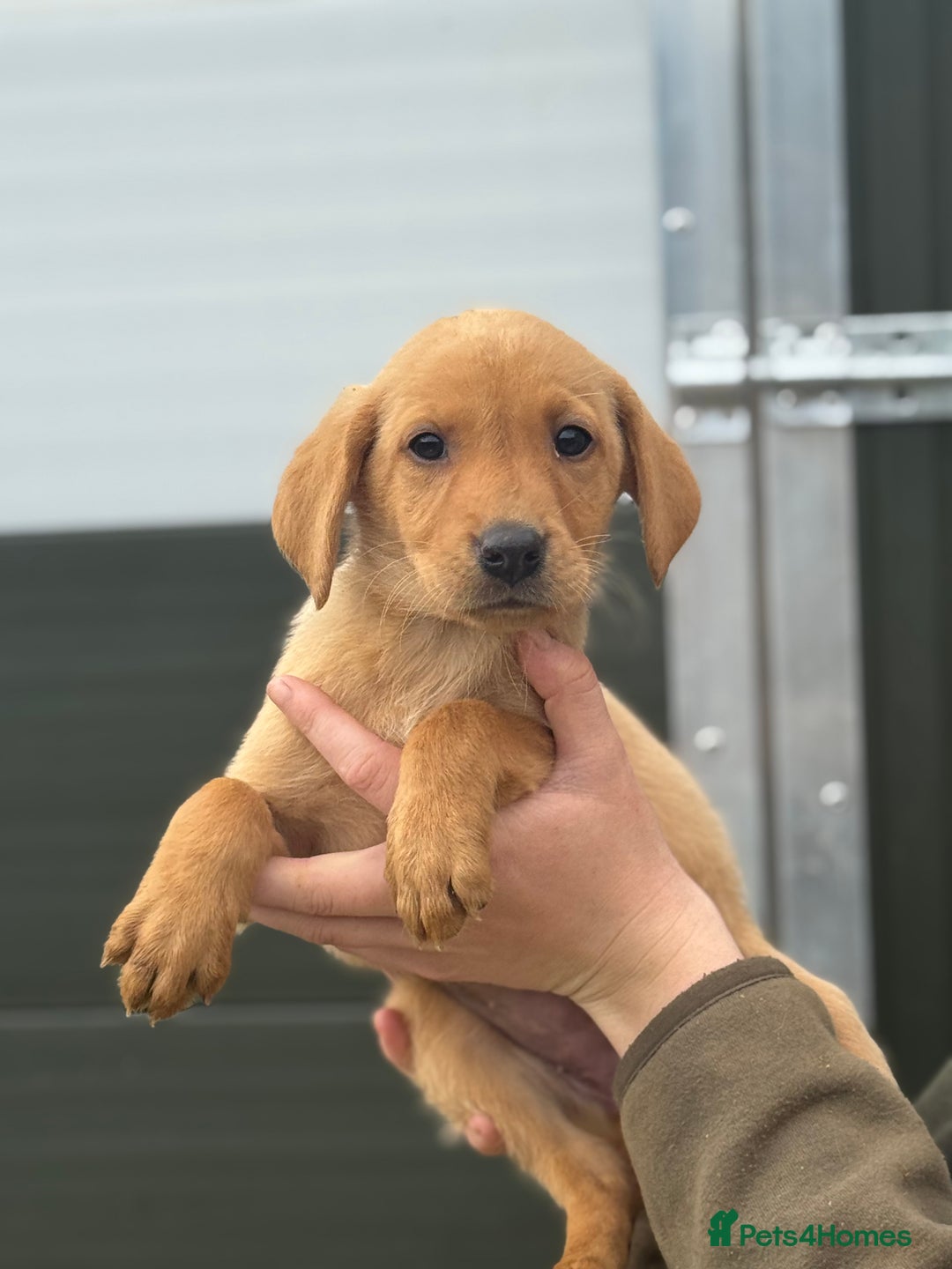 Labrador Retriever dogs for sale: Labrador pups looking for their forever home🏡  - Image 8
