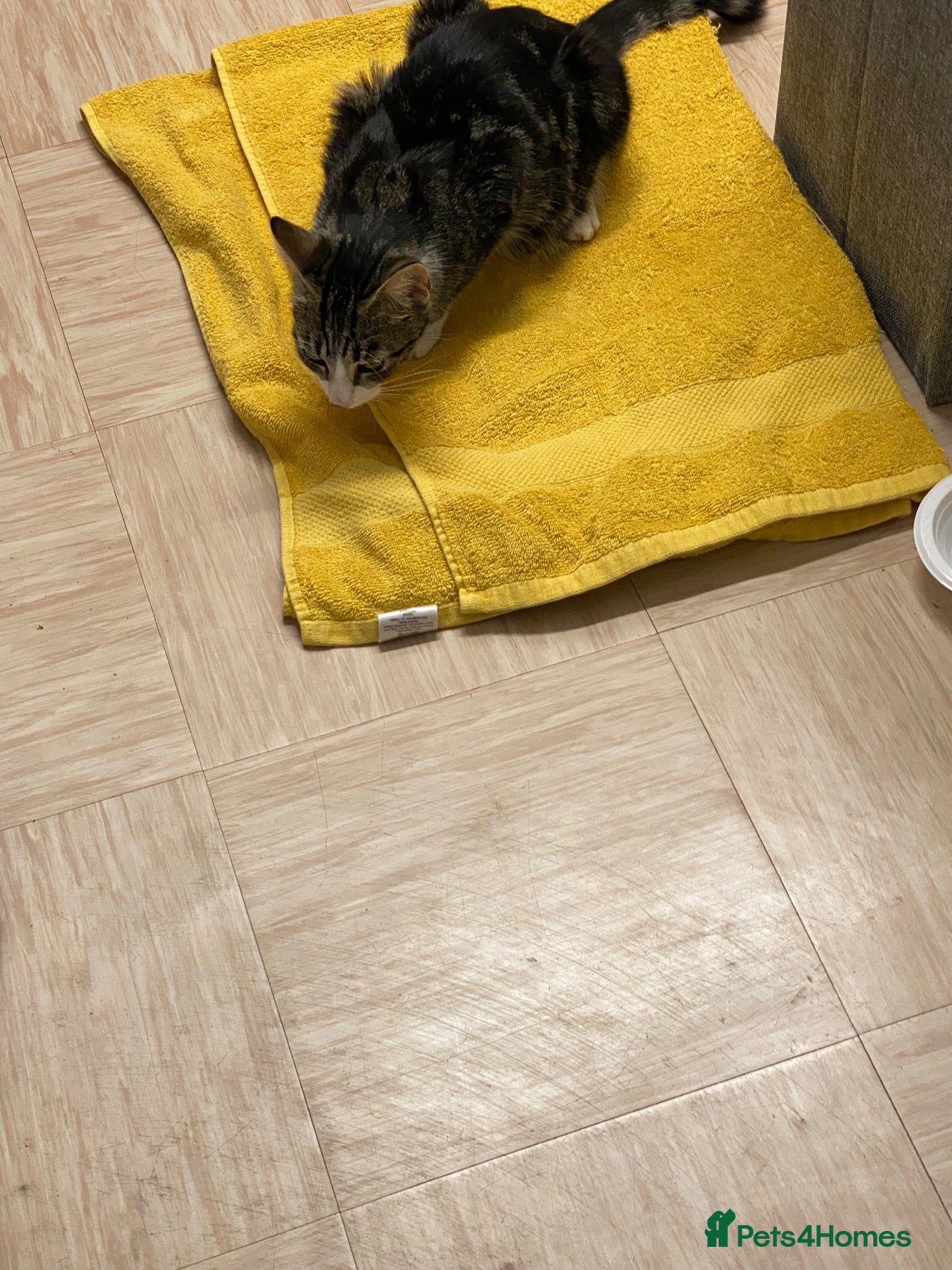 Mixed Breed cats Gorgeous young girl  - Advert 1