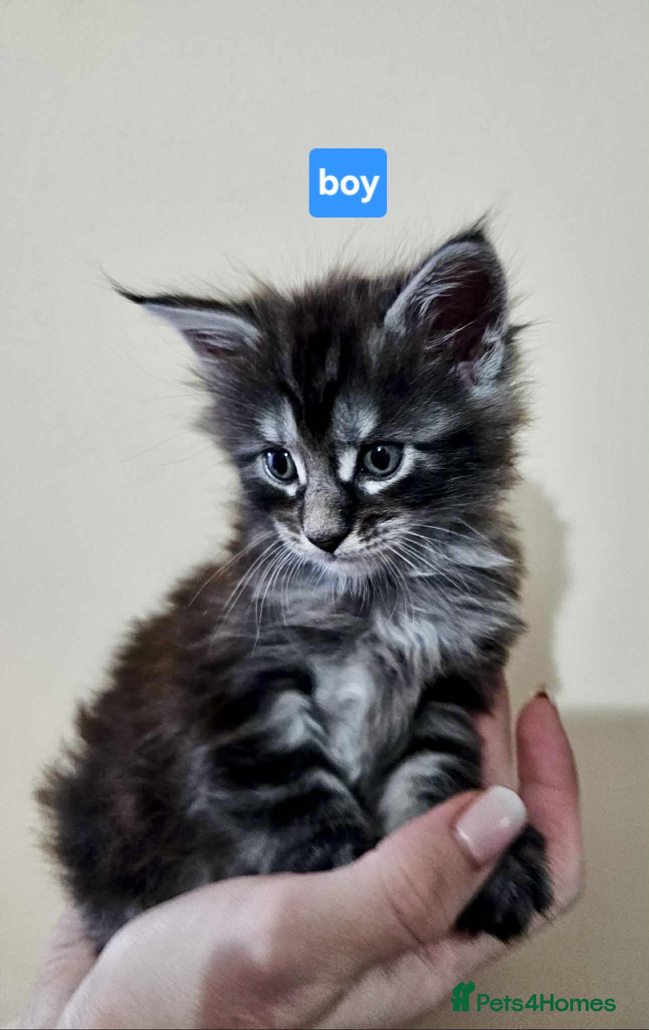 Maine Coon cats Majestik maine coon kittens  - Advert 13