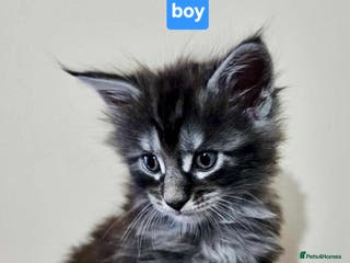 Maine Coon cats Majestik maine coon kittens - Advert 16