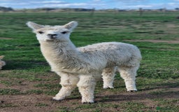 Alpaca livestock for sale: 6 Pedigree Female Alpacas - Image 2