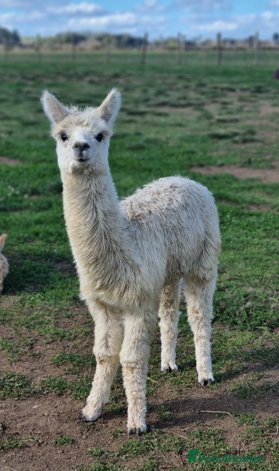 Alpaca livestock for sale: 6 Pedigree Female Alpacas - Image 2