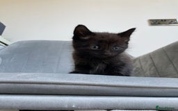 Mixed Breed cats for sale: Adorable kittens  - Image 18