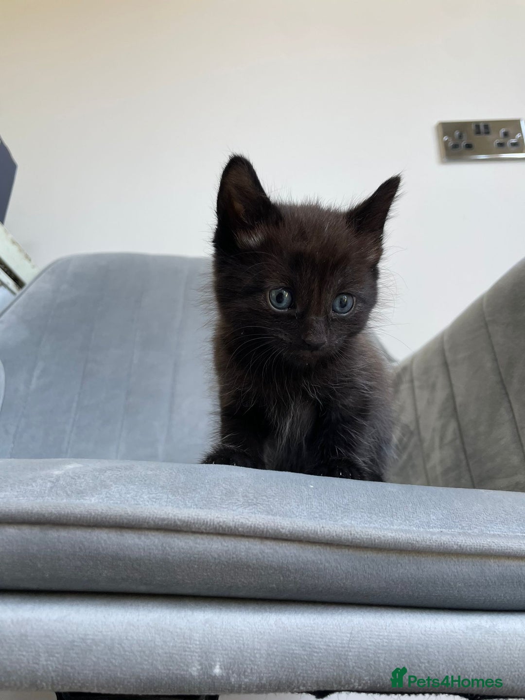 Mixed Breed cats for sale: Adorable kittens  - Image 18