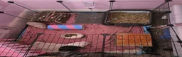 Guinea Pig rodents for sale: 2 male guinea pigs - Advert 3